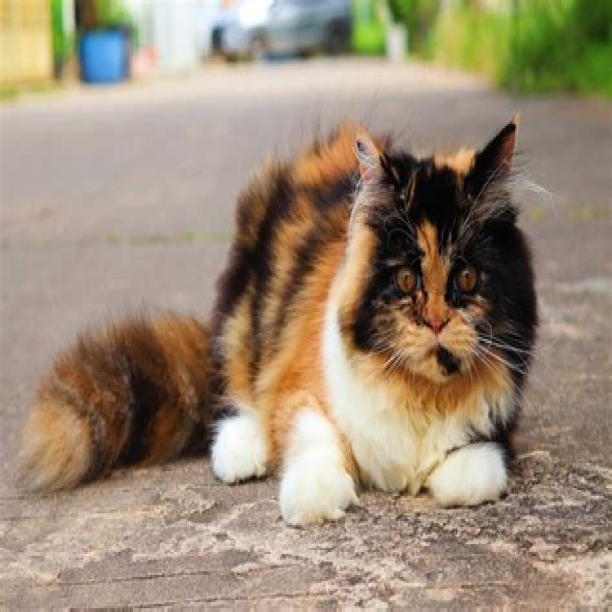 12 Breeds of Calico Cats (With Pictures) | PangoVet