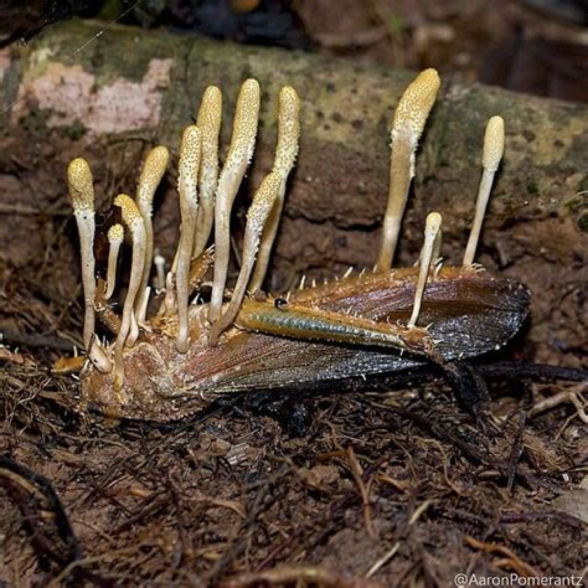 Cordyceps, The Parasitic Fungus That Makes Insects Grow Horns